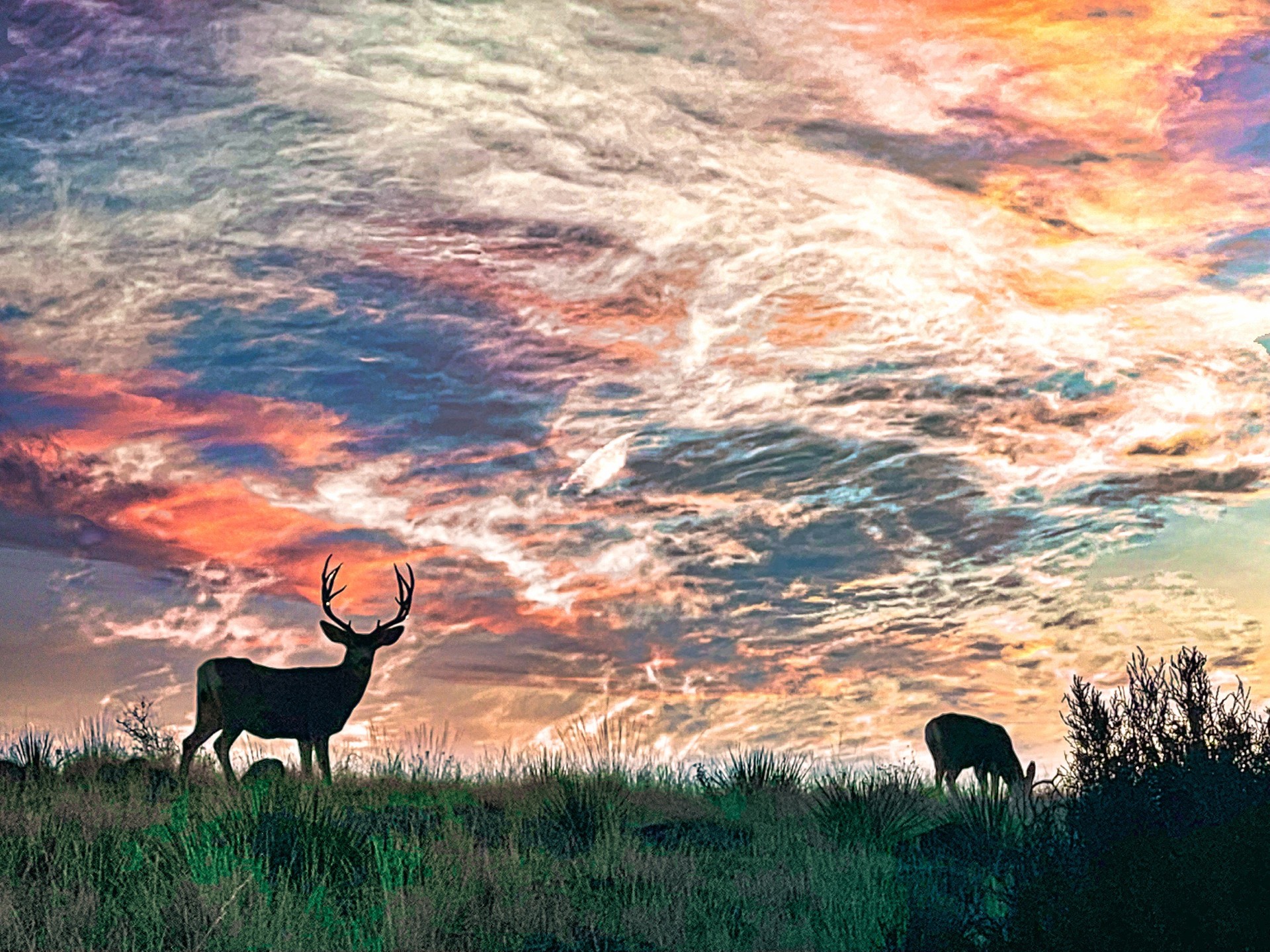 Morning Skies